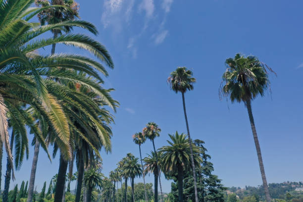 istock Palm trees in Beverly Hills California 1170794350
