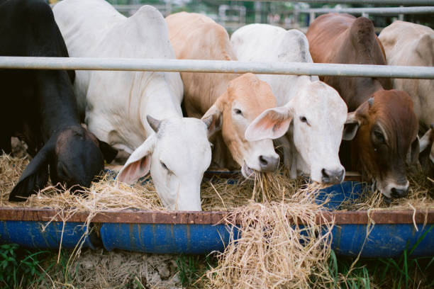 istock Cows in a farm eating grass hay 1170795592