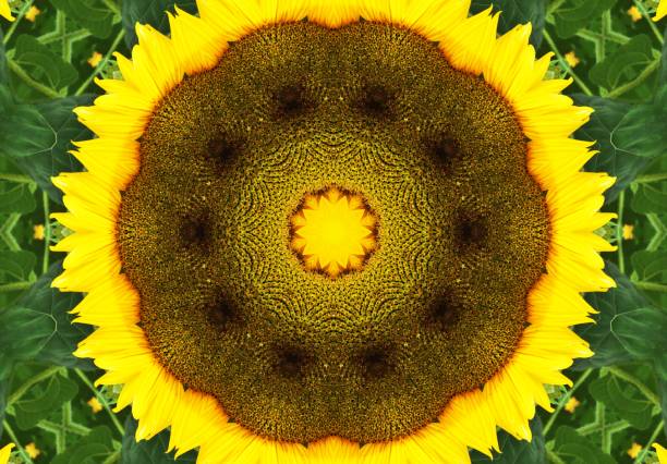 Big sunflower through kaleidoscope lens.