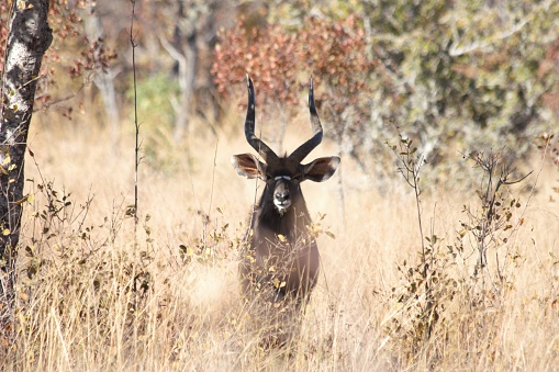 South African antelope