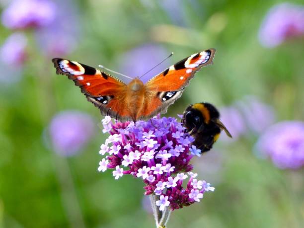 istock Bee and peacock butterfly on verbena bonariensis 1170797994