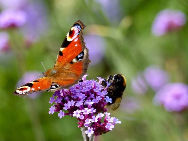 Peacock butterfly and bee on Verbena Bonariensis stock photo