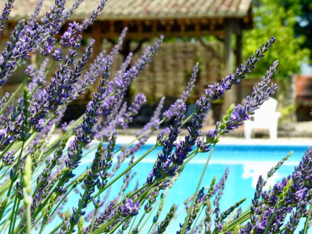 French lavender beside a swimming pool stock photo