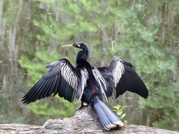 ave anhinga sacudiendo el agua de las alas - anhinga fotografías e imágenes de stock