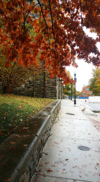 istock Burnt orange autumn leaves. (Baltimore,MD) 1170798816