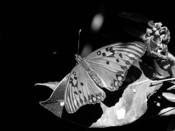 istock Butterflies resting in plants 1170798983