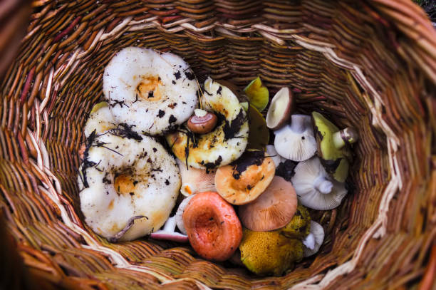 istock Freshly picked forest mushrooms in a wicker basket top view. 1170799931