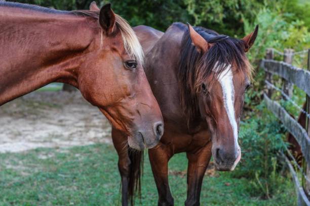 istock Two beautiful brown and chestnut Horses in their pasture 1170800068