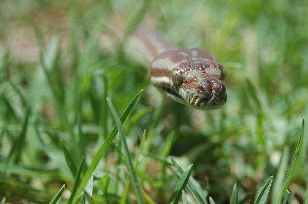 central carpet python Australian Central Carpet Python, Morelia bredli, in the grass morelia bredli photos stock pictures, royalty-free photos & images