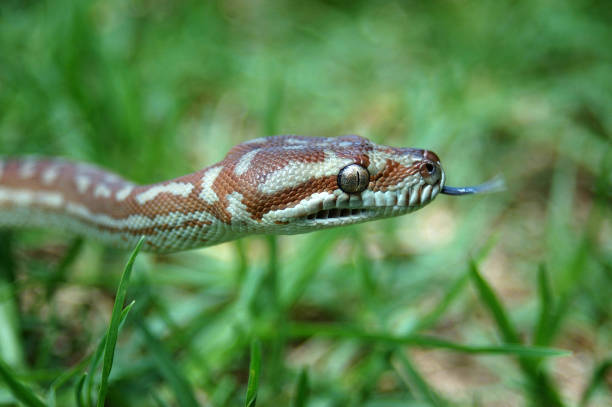 central carpet python Australian Central Carpet Python, Morelia bredli, in the grass morelia bredli photos stock pictures, royalty-free photos & images