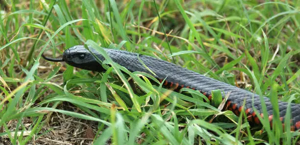 Australian red bellied black snake, Pseudichis porphyriacus, in sparse grass cover on ground