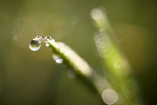 istock Beads of Dew in the Morning 1170800760