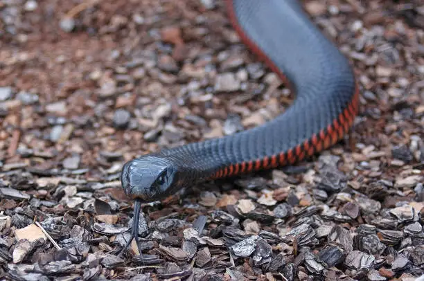 Australian red bellied black snake, Pseudichis porphyriacus