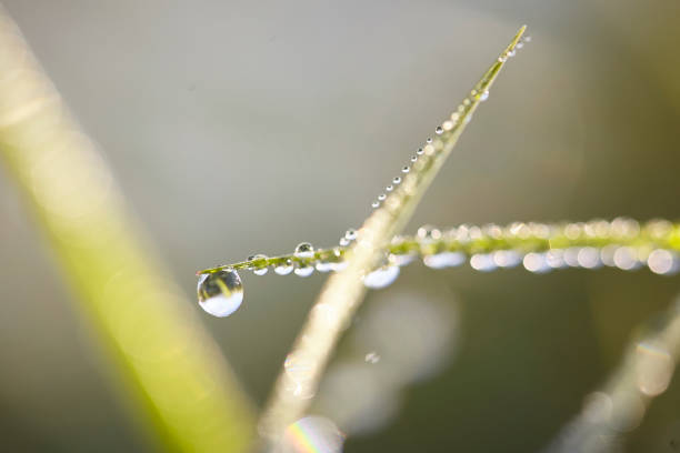 istock Beads of Dew in the Morning 1170800978