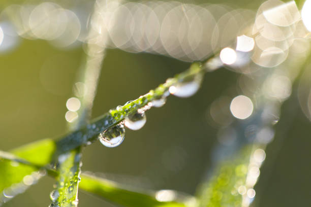 istock Beads of Dew in the Morning 1170801013