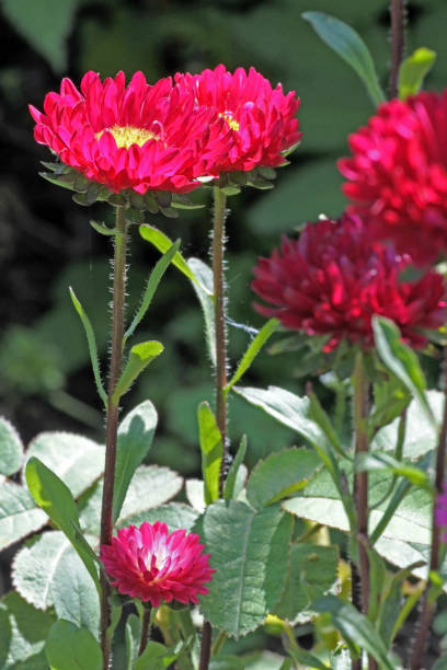 istock bright red asters in the garden, macro, narrow focus area 1170801216