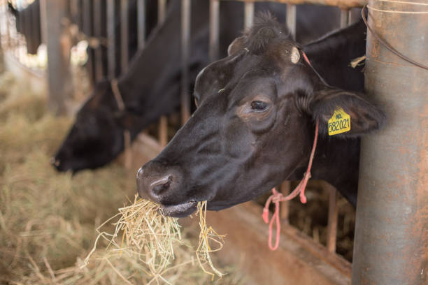 istock Cows are eating grass on the farm 1170802385