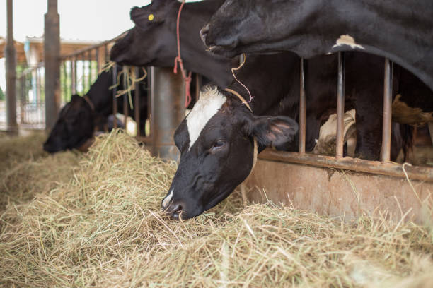 istock Cows are eating grass on the farm 1170802391