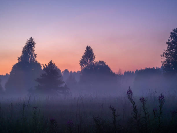 istock Layers of fog soar in still air over a meadow 1170803092