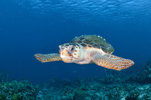 Loggerhead turtle closeup with blue background