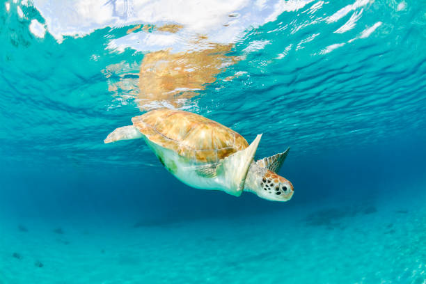 Marine turtle swimming near surface stock photo