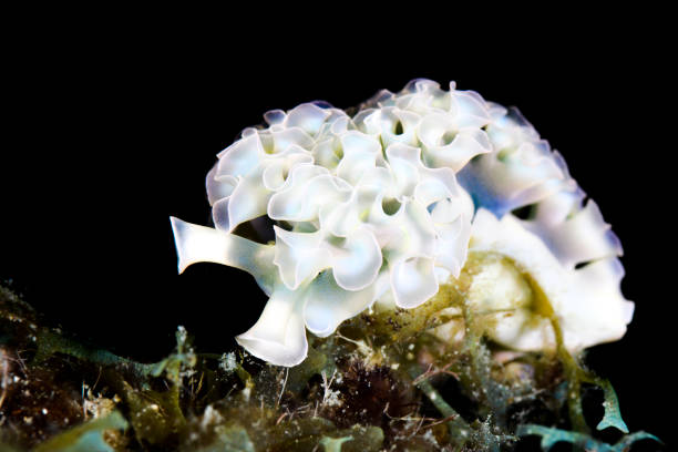 White Lettuce Sea Slug stock photo