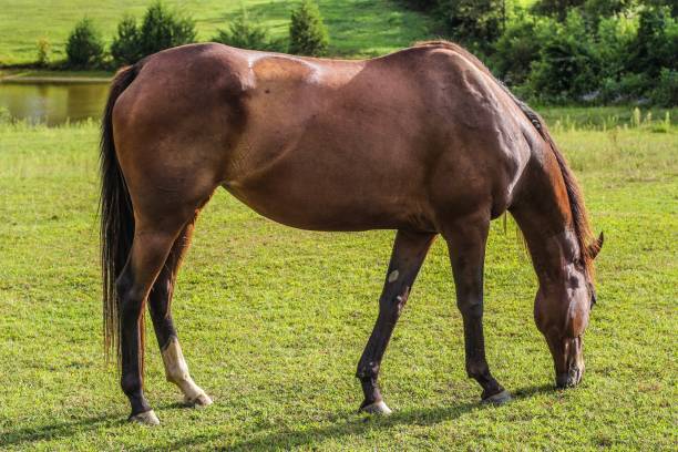 istock Two beautiful brown and chestnut Horses in their pasture 1170803304