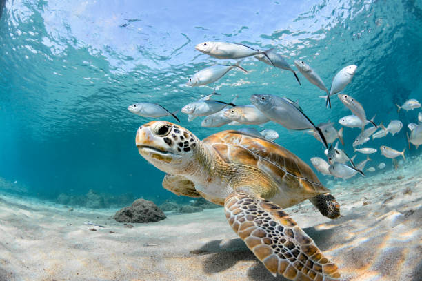 primo piano tartaruga con scuola di pesci - sea foto e immagini stock