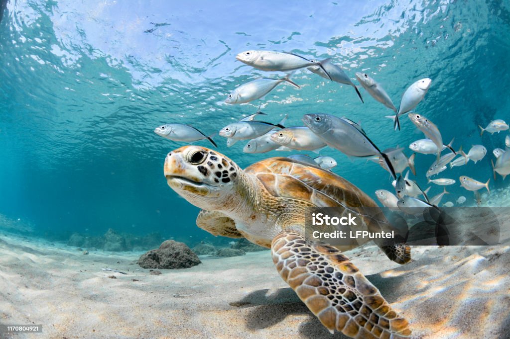 Turtle closeup with school of fish Turtle looking to the camera, followed by some silver fish Sea Stock Photo