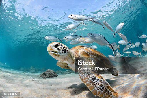 2,019,243 Ocean Animals Stock Photos, Pictures & Royalty-Free Images -  iStock | Underwater ocean animals, Plastic ocean animals, Cute ocean animals