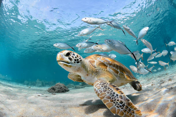 turtle closeup with school of fish - submarino subaquático imagens e fotografias de stock