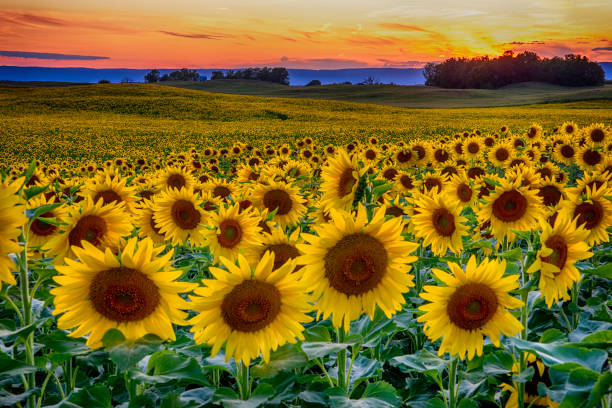 istock Spectacular Summer Sunflower Field Sunset 1170806734