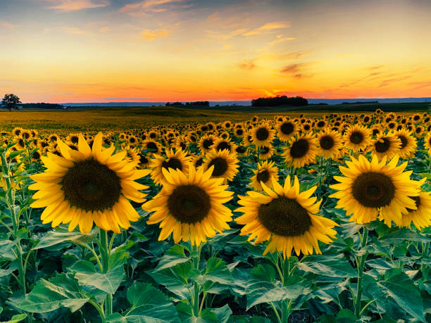 istock Spectacular Summer Sunflower Sunset 1170806790