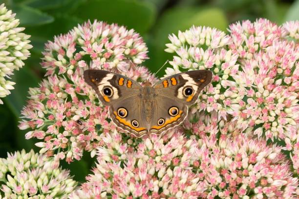 istock Junonia coenia common buckeye butterfly pollinating and drinking nectar from a flower 1170807553