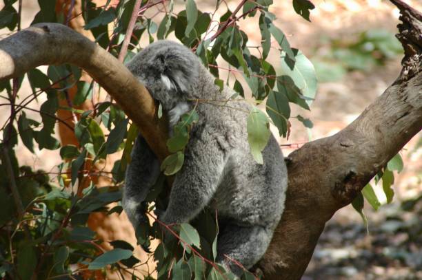 istock A koala asleep on a branch, surrounded by eucalyptus leaves. 1170807725