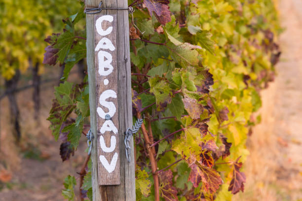 cabernet sauvignon segno rustico dipinto a mano che segna fila di viti in vigna - savignon foto e immagini stock