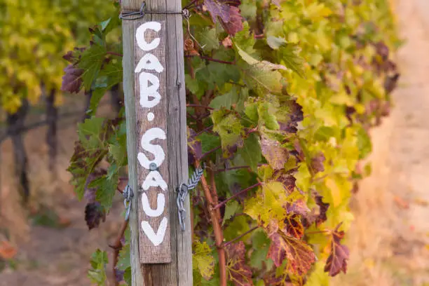 Row of cabernet sauvignon grapevines with signpost in autumn