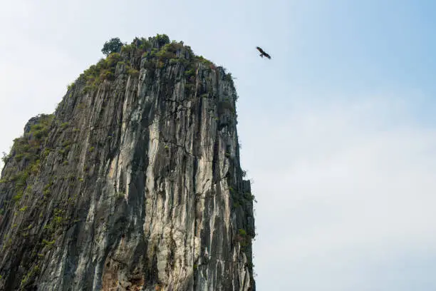 Photo of The big eagle flying over the karst landscape of Halong Bay, Vietnam.