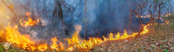 istock African forest fires in the Congo Basin ,Central Africa 1170808894