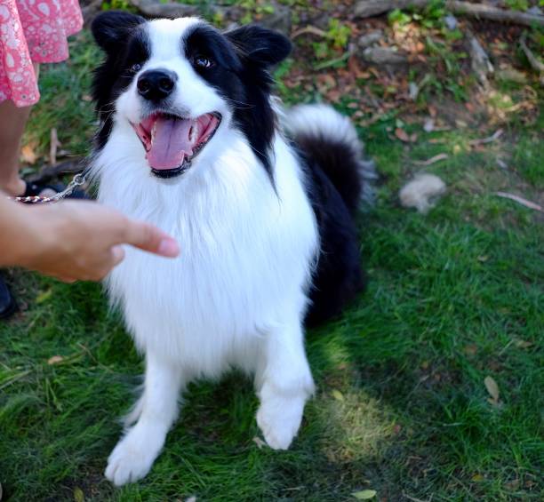 istock Collie Dogs at the Park 1170811065