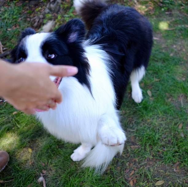 istock Collie Dogs at the Park 1170811073
