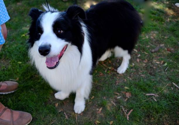 istock Collie Dogs at the Park 1170811077