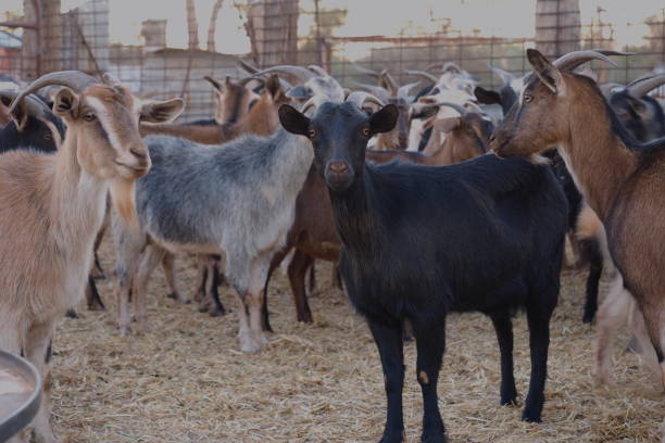istock Feral Goats in outback Australia 1170811892