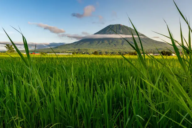 View of Mount Yotei with green rice field in the foreground, Niseko, Japan