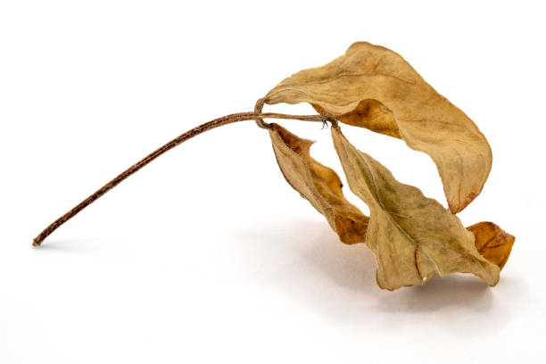 istock dry mung bean leaves isolated on white background 1170816499