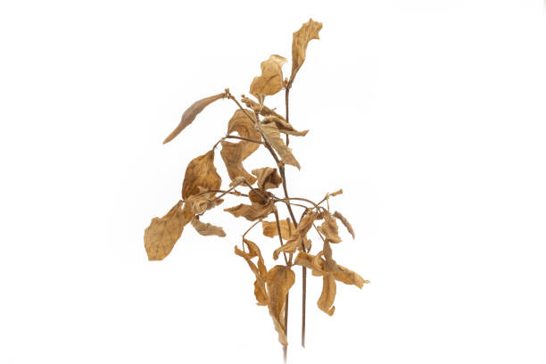 istock dry mung bean trees isolated on white background 1170816504