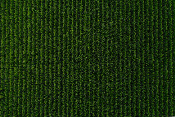 vue aérienne d'un champ de maïs dans le nebraska etats-unis - nebraska midwest usa farm prairie photos et images de collection