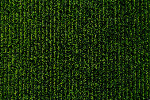 Aerial view of a corn field in Nebraska USA