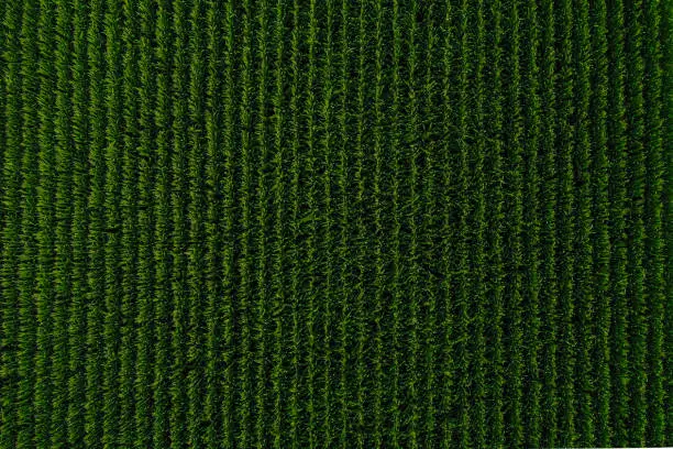 Photo of Aerial view of a corn field in Nebraska USA