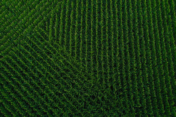 vue aérienne d'un champ de maïs dans le nebraska etats-unis - nebraska midwest usa farm prairie photos et images de collection